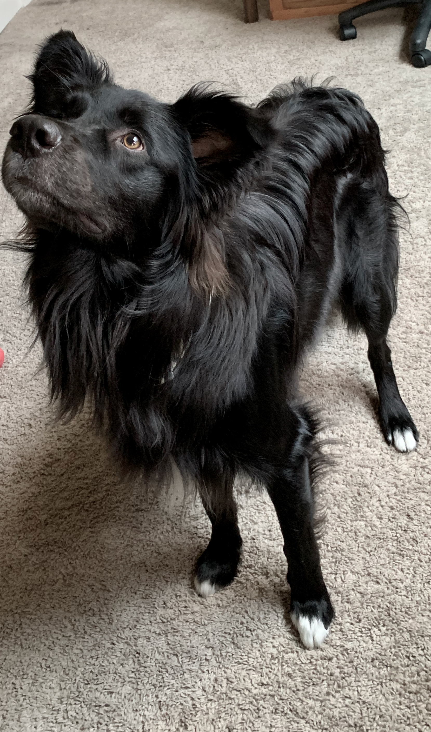 My border collie, Mikko