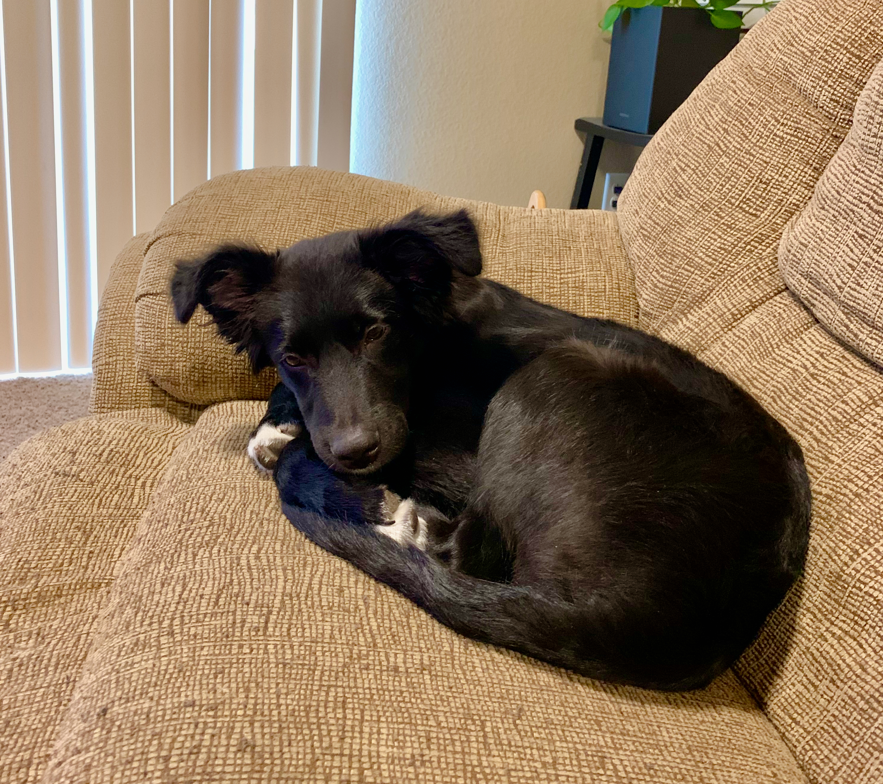 A sleeping border collie puppy